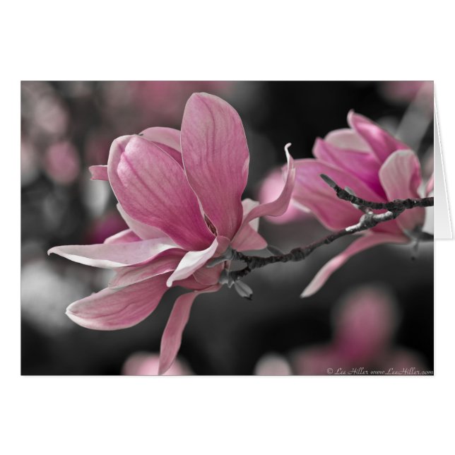 Japanisch Pink Saucer Magnolia (Vorderseite (Horizontal))