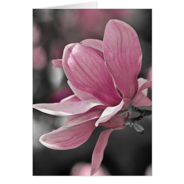 Japanisch Pink Saucer Magnolia (Vorne)