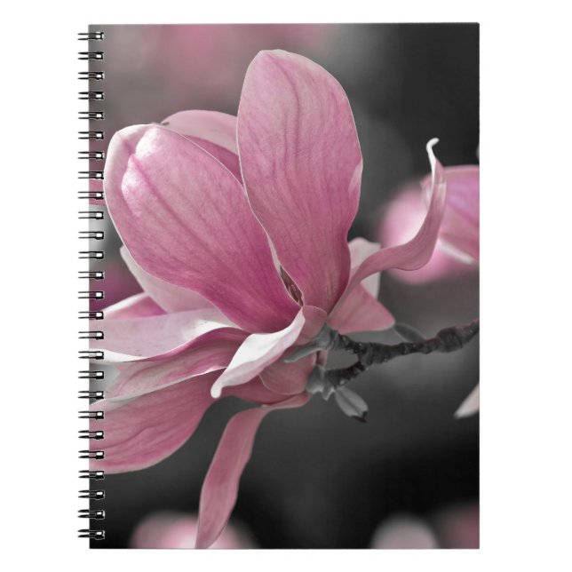 Japanisch Pink Saucer Magnolia Notizblock (Vorderseite)