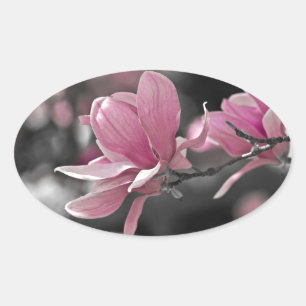 Japanisch Pink Saucer Magnolia Ovaler Aufkleber