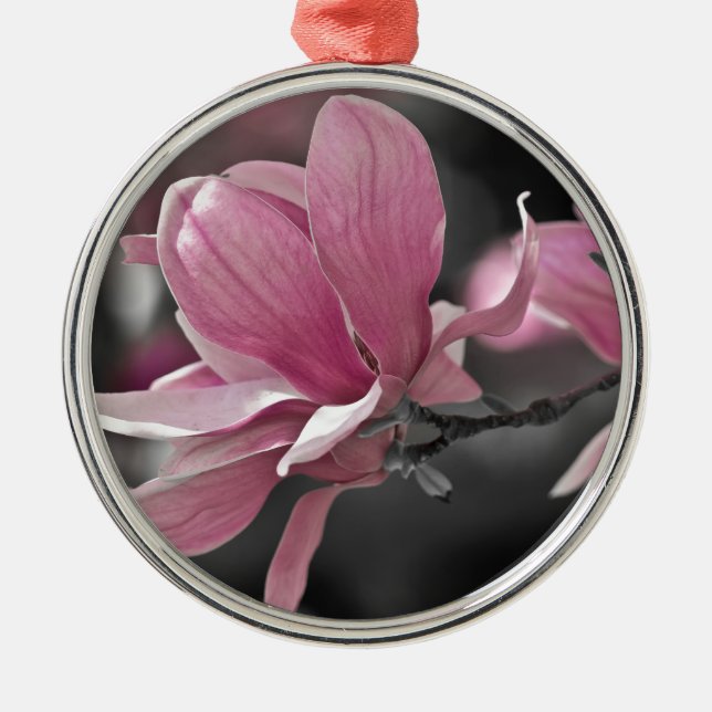 Japanisch Pink Saucer Magnolia Silbernes Ornament (Vorne)