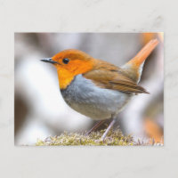 Japanisch Robin