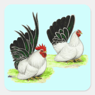 Japanisch Schwarz-weiß Bantams Quadratischer Aufkleber