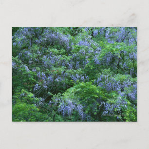 Japanisch Wisteria Postkarte