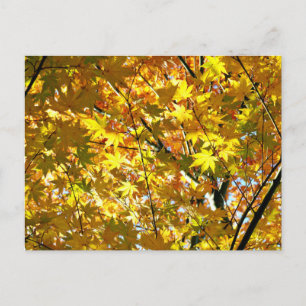 Japanische Ahornblätter im Herbst Postkarte