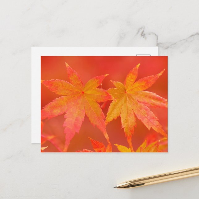 Japanische AhornBlätter Postkarte (Vorderseite/Rückseite Beispiel)