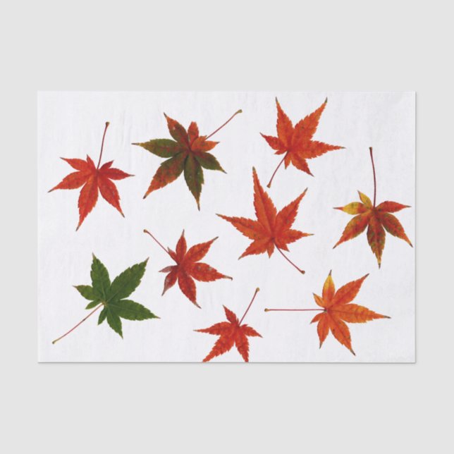 Japanische AhornBlätter Seidenpapier (Vorderseite)
