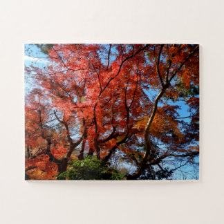 Japanische Ahorne