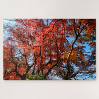 Japanische Ahorne