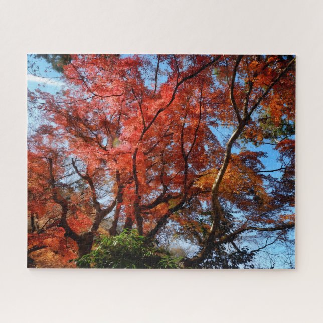 Japanische Ahorne (Horizontal)