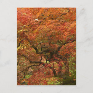 Japanische Ahornfarbe Postkarte