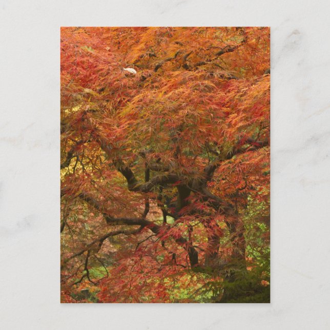 Japanische Ahornfarbe Postkarte (Vorderseite)