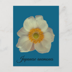 Japanische Anemonen blühen Postkarte