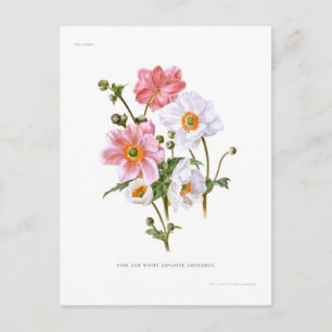 Japanische Anemonen Postkarte