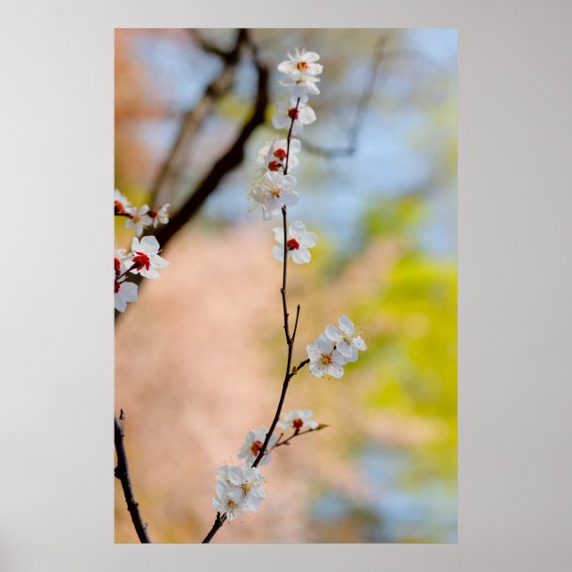 Japanische Apricot-Blume Poster (Vorne)