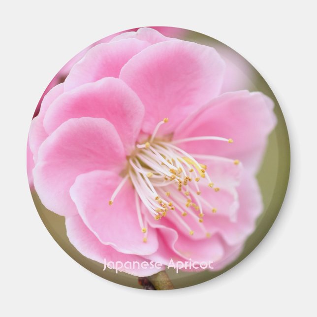 Japanische Aprikose [Circle Magnet] Magnet (Vorne)