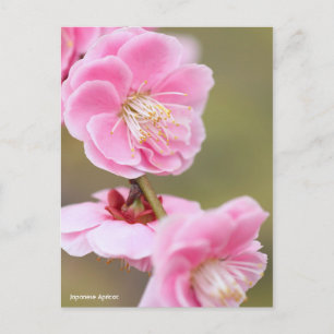 Japanische Aprikose [Postkarte] Postkarte