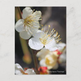 Japanische Aprikose "Tsuki-kage" [Postkarte] Postkarte