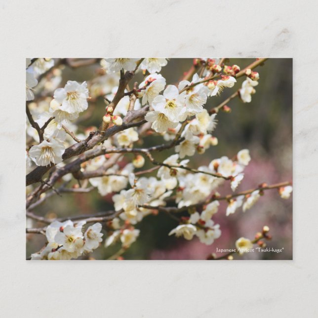 Japanische Aprikose "Tsuki-kage" [Postkarte] Postkarte (Vorderseite)