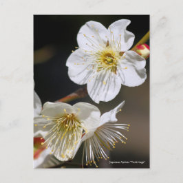Japanische Aprikose "Tsuki-kage" [Postkarte] Postkarte