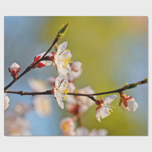 japanische Aprikosen-Blume Geschenkpapier (Flach)