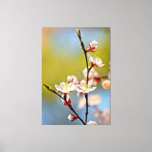 japanische Aprikosen-Blume Leinwanddruck (Vorderseite)