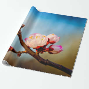 japanische Aprikosen-Blume und Blue Sky Geschenkpapier