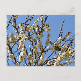 Japanische Blüten aus Weiß- und Pflaumenblättern:  Postkarte