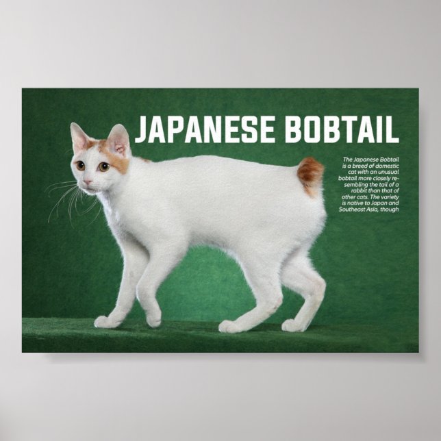 Japanische Bobtail Cat Breed Poster (Vorne)