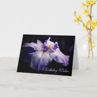 Japanische Iris Blume Beauty Birthday