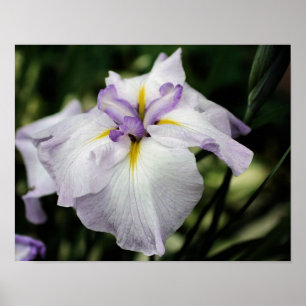 Japanische Iris-Blume in Bloom Poster