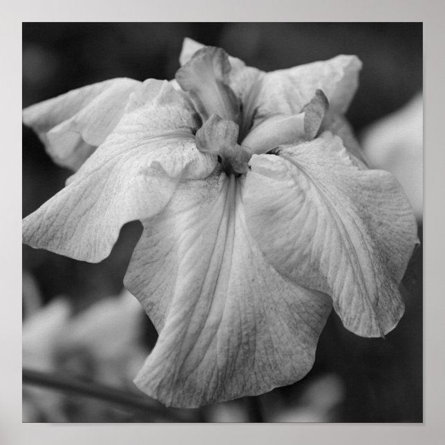 Japanische Iris-Blume Nah Schwarzweiß Poster (Vorne)