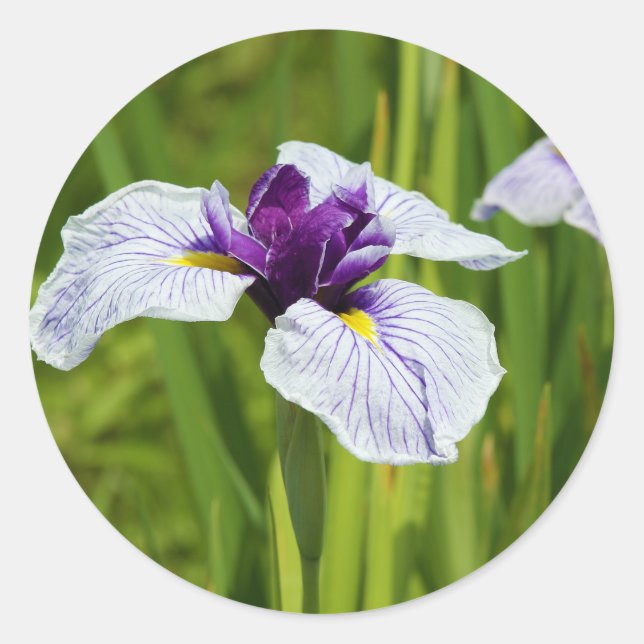 Japanische Iris Ensata Thunb-Blume Runder Aufkleber (Vorderseite)