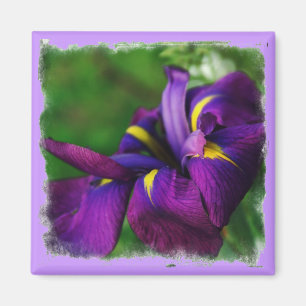 Japanische Iris-Magnet Magnet