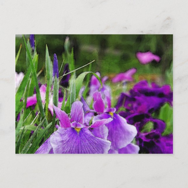 Japanische Iris Postkarte (Vorderseite)