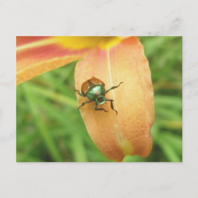 Japanische Käfer-Postkarte Postkarte (Vorderseite)