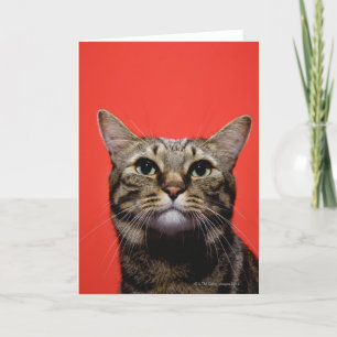 Japanische Katze, die oben schaut Karte