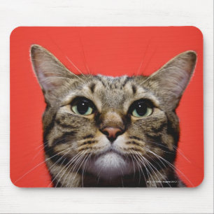Japanische Katze, die oben schaut Mousepad