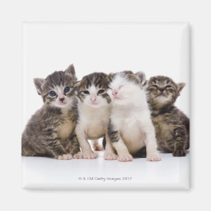 Japanische Katze Magnet
