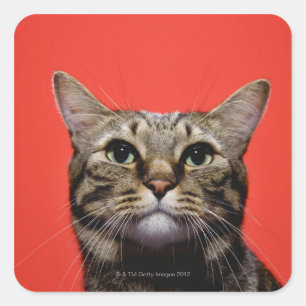 Japanische Katze nach oben Quadratischer Aufkleber