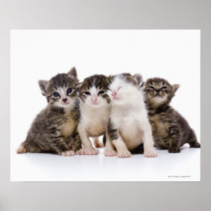 Japanische Katze Poster