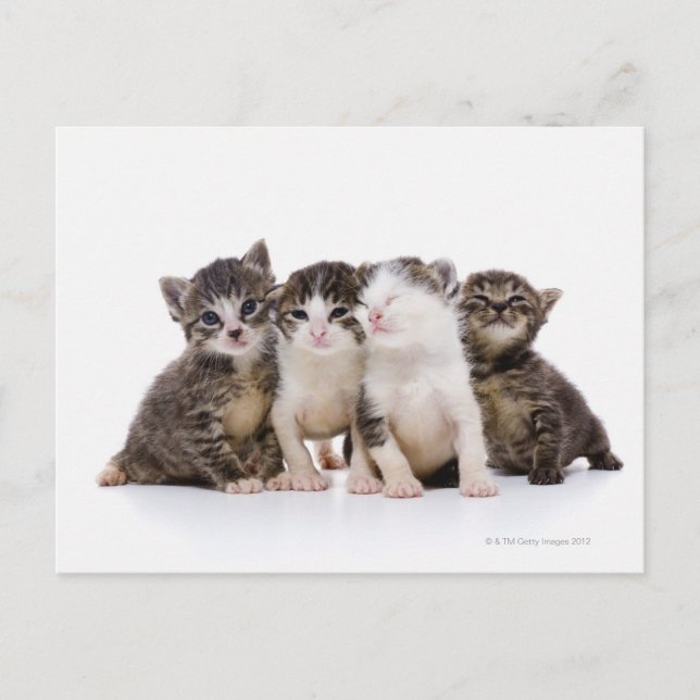 Japanische Katze Postkarte (Vorderseite)