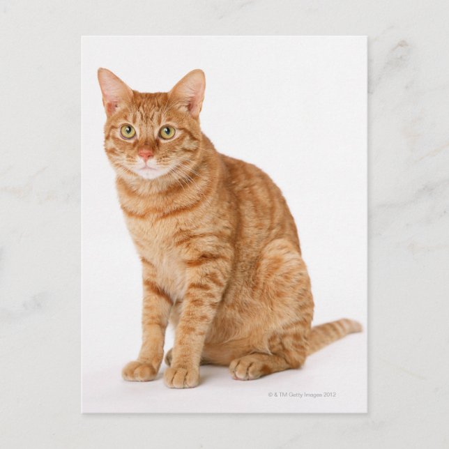 Japanische Katze Postkarte (Vorderseite)