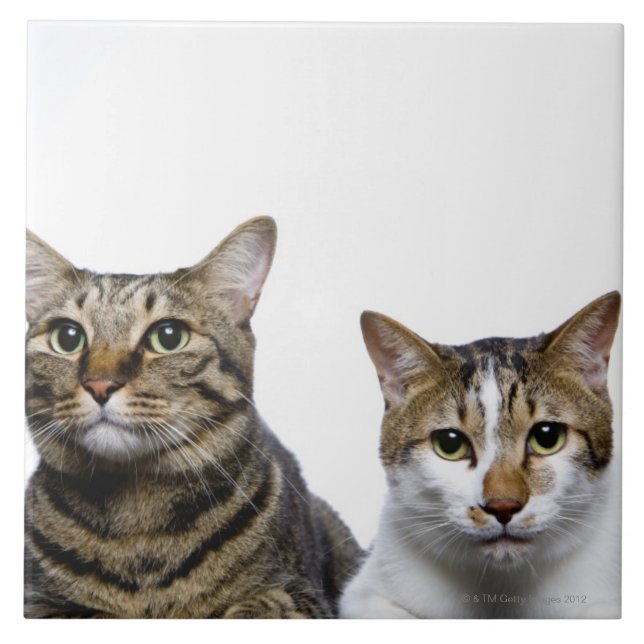 Japanische Katze und Manx Katze auf weißem Fliese (Vorderseite)