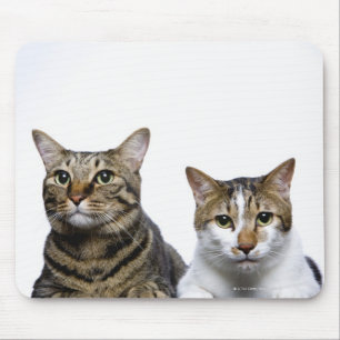 Japanische Katze und Manx Katze auf weißem Mousepad