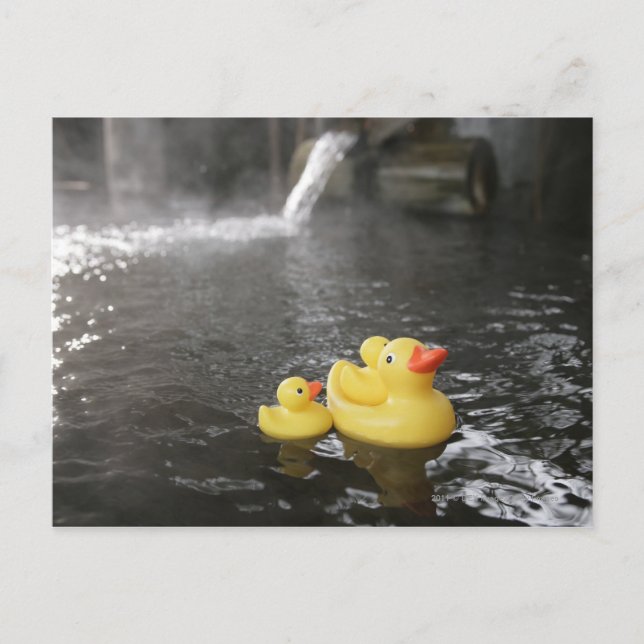 Japanische Kautschukküken Postkarte (Vorderseite)