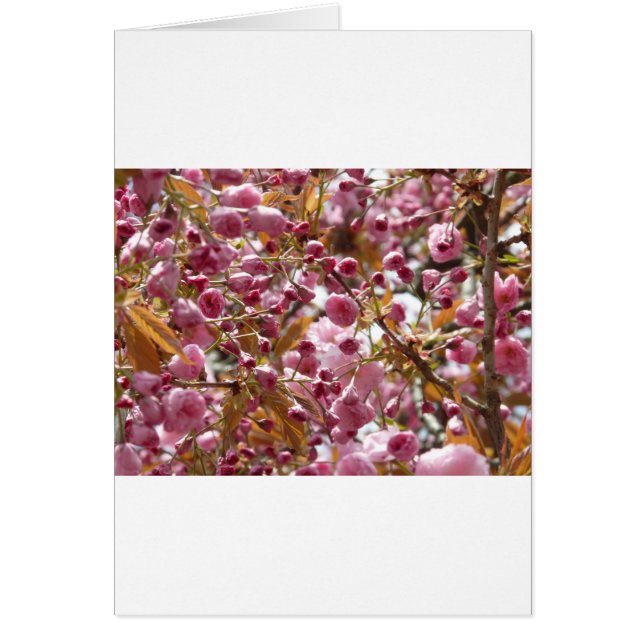 Japanische Kirschbaume (Vorne)