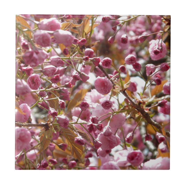Japanische Kirschbaume Fliese (Vorderseite)
