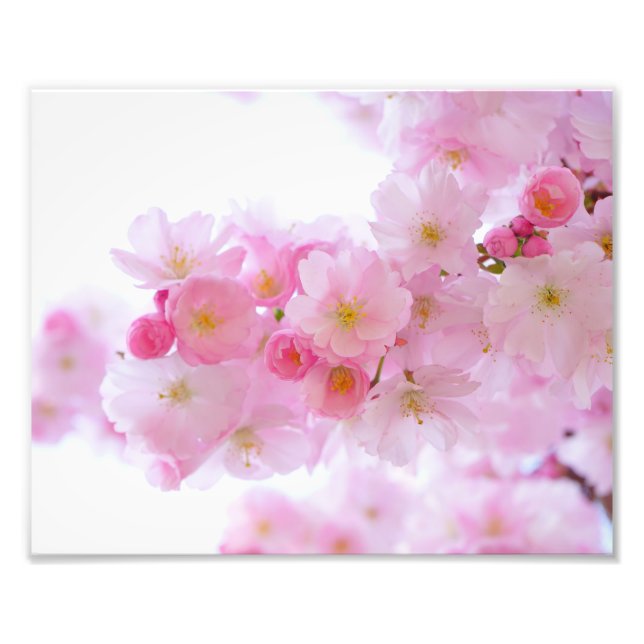 Japanische Kirschblüten Fotodruck (Vorne)