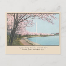 Japanische Kirschblüten Postcard Washington, DC